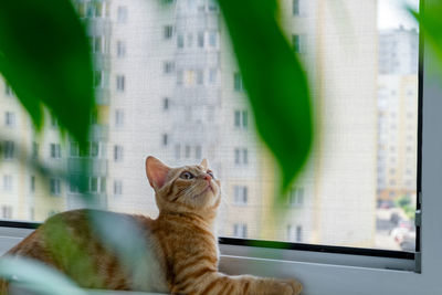 Cat looking through window