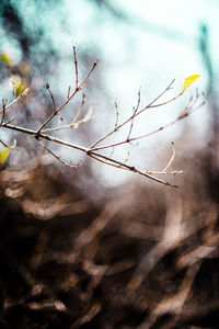 Close-up of plant against sky