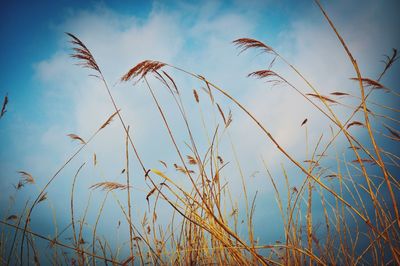 Low angle view of plants against blue sky