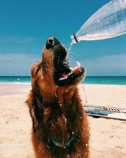 Close-up of a dog drinking water on beach