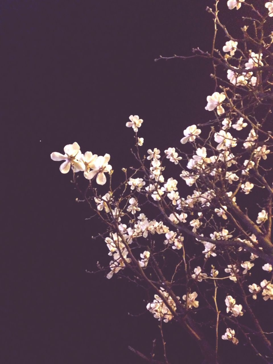 flower, freshness, growth, fragility, petal, white color, beauty in nature, nature, blooming, blossom, in bloom, flower head, branch, clear sky, low angle view, plant, stem, tree, outdoors, springtime