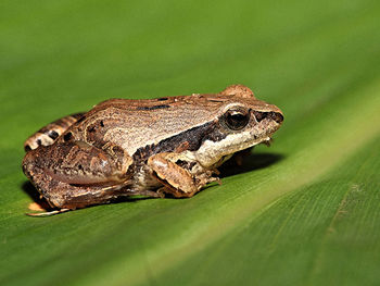 Close-up of lizard on leaf