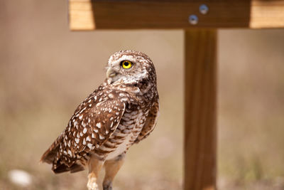 Burrowing owl athene cunicularia perched outside its burrow on marco island, florida