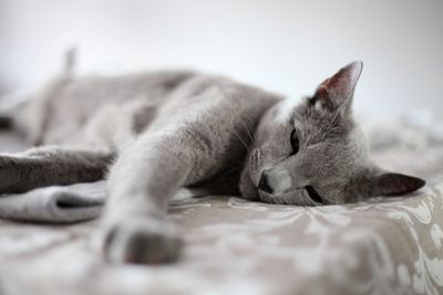 Close-up of cat sleeping