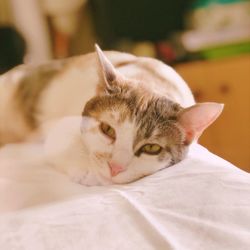 Close-up of cat resting on bed