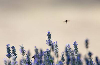 Close-up of insect on purple flowering plant