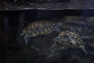 Close-up of turtle swimming in sea