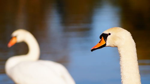 Close-up of swan swimming on lake