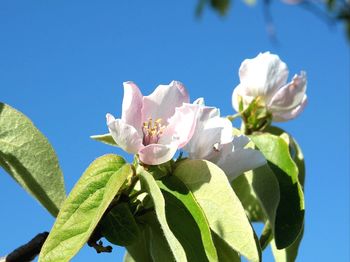 Close-up of fresh flowers against sky