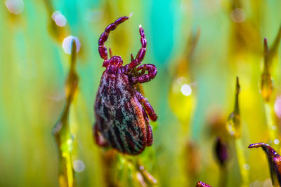 Close-up of water drops on purple flower