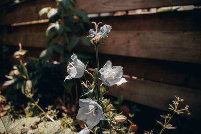 Close-up of white flowering plant