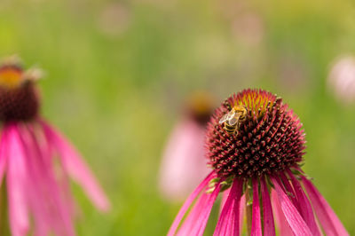 Close-up of pink flower