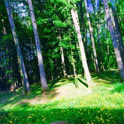 Trees growing in forest