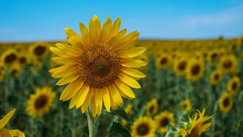 Close-up of sunflower on field against sky