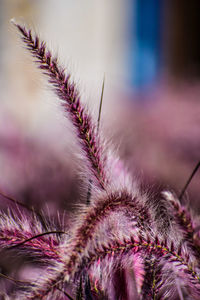 Macro shot of pink flowering plant