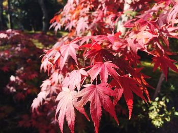 Close-up of maple leaves