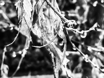 Close-up of leaves on twig