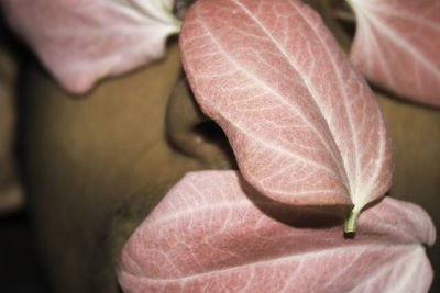 Close-up view of leaf