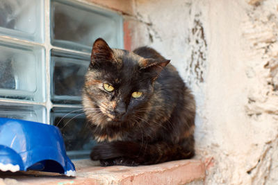 Portrait of cat relaxing by wall