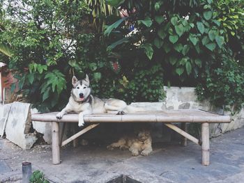 Dogs resting in yard