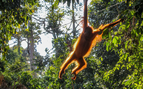 Monkey hanging on tree in forest