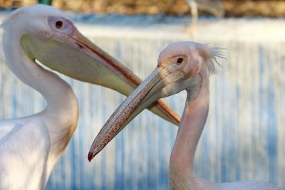 Close-up of a bird