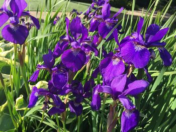 Close-up of purple crocus flowers blooming outdoors