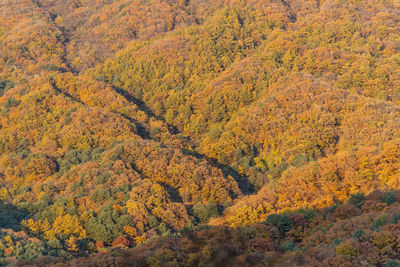 High angle view of autumn trees in forest