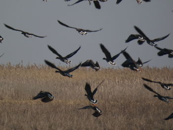 Flock of birds flying