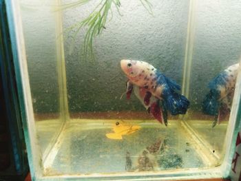 View of fish swimming in aquarium