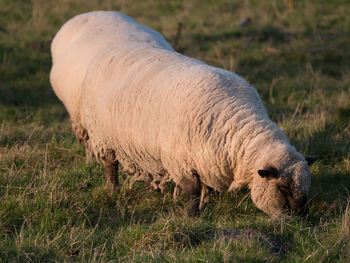 Side view of horse grazing on field