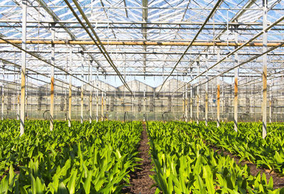 Plants growing in greenhouse