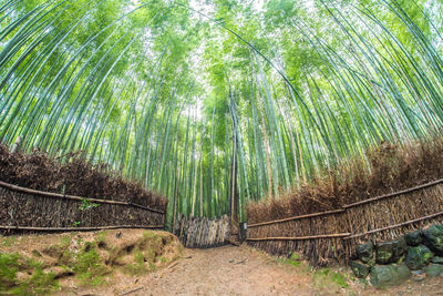 View of bamboo trees in forest