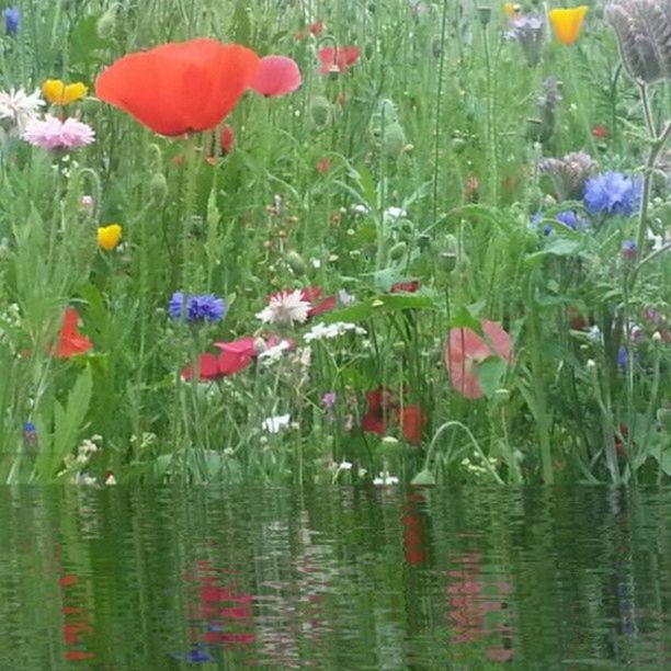 Cornflowers