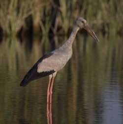 View of a bird