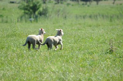 Sheep on field