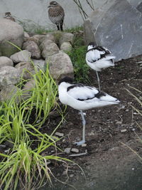 Birds on grass