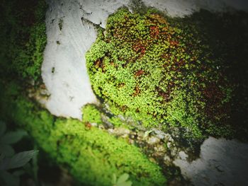 Close-up of moss growing on tree trunk