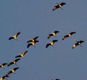 Low angle view of birds flying in sky