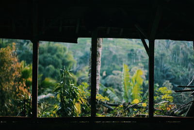 View of trees through window