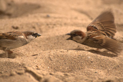 Close-up of birds on sand