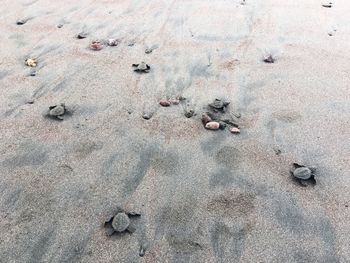 High angle view of lizard on sand