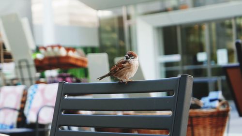 Bird perching on table