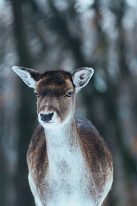 Close-up of deer standing outdoors