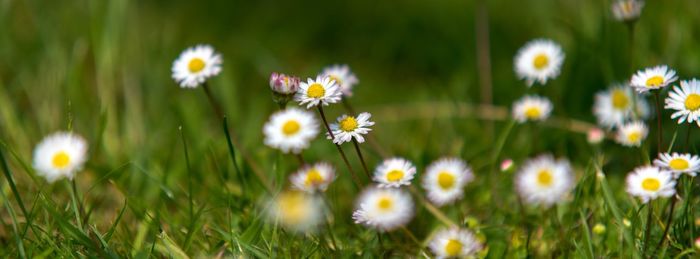 Close-up of white daisy flowers on field