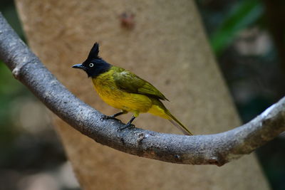 Close-up of bird perching on branch