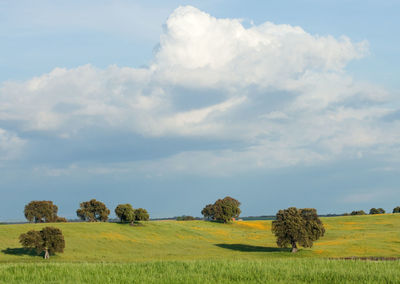 Scenic view of agricultural field against sky