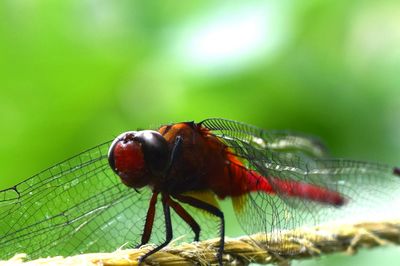 Close-up of insect on leaf