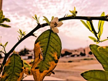 Close-up of leaves on tree against sky