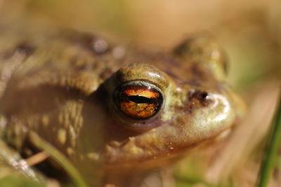 Close-up portrait of frog